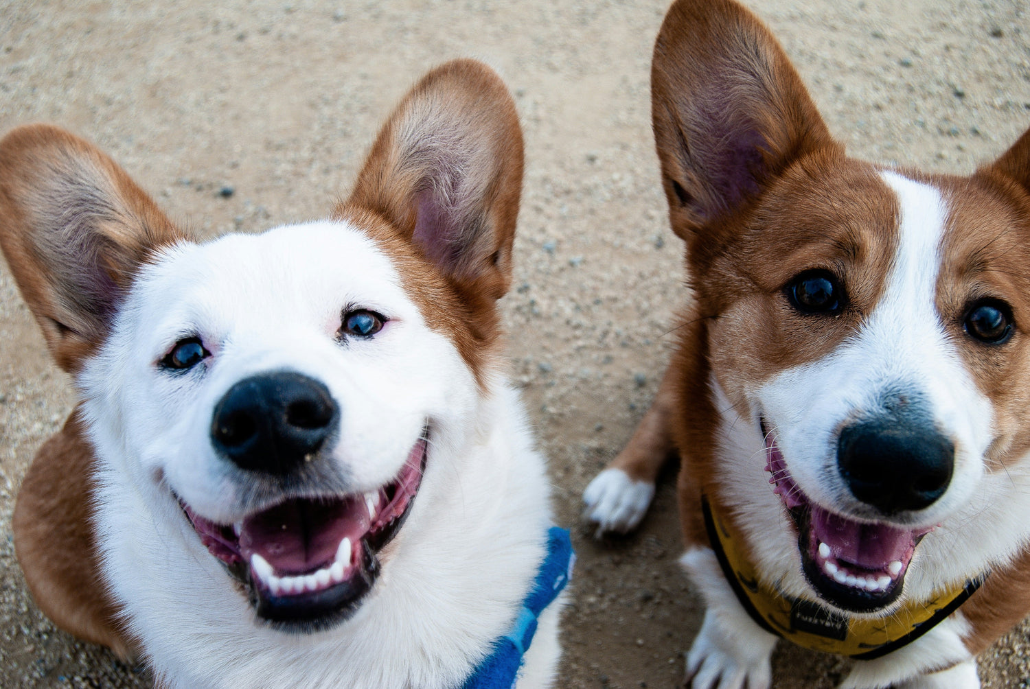 Dog Hygiene Essentials