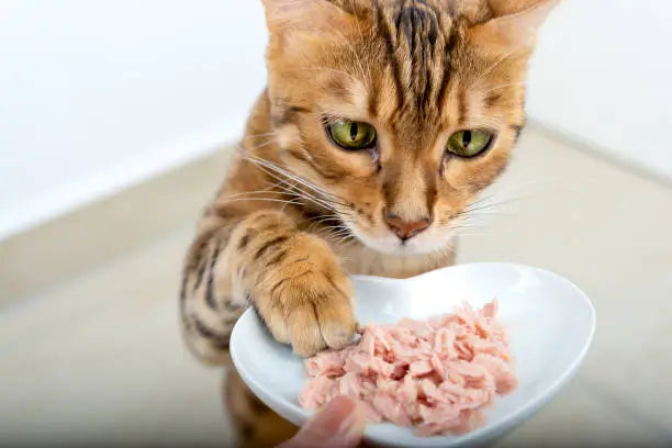 Cat Food