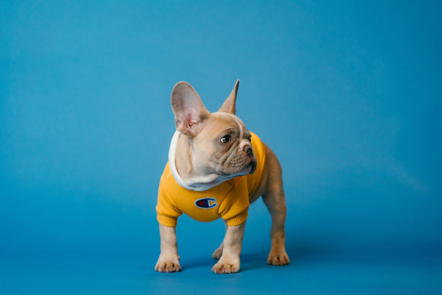 Dog Clothes and Accessories