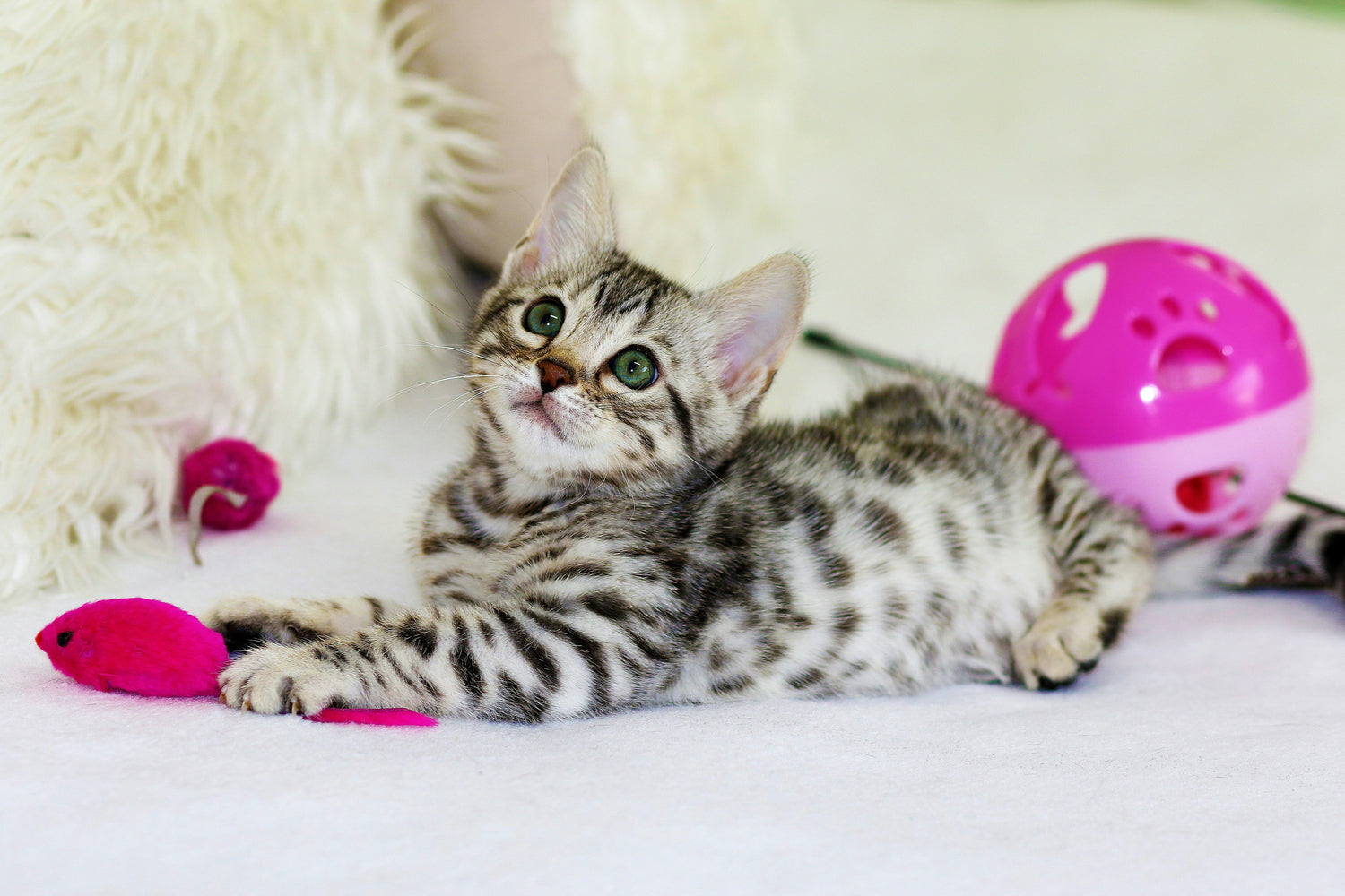 Cat Toys