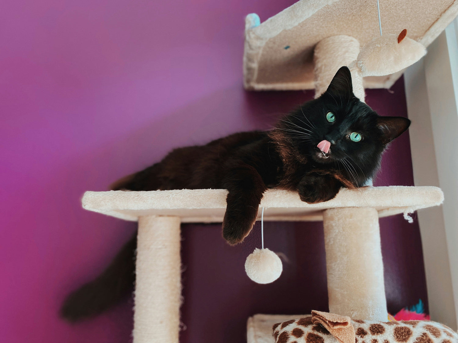 Home Essentials for Pet Owners