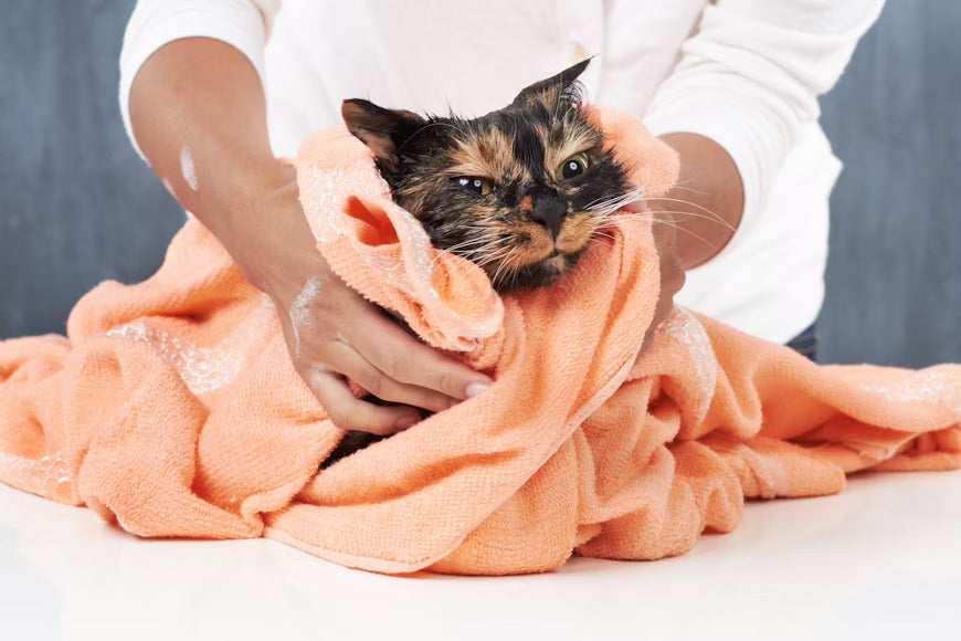 Cat Hygiene Essentials
