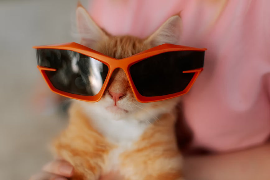 Cat Clothes and Accessories