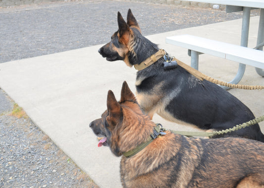 K-9 Commando Tactical Set