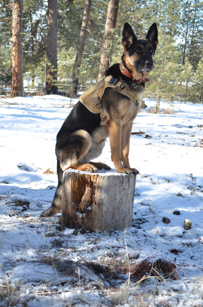 K-9 Commando Tactical Set